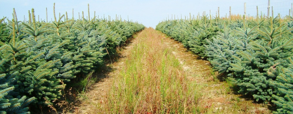 smrk picea pungens Polsko