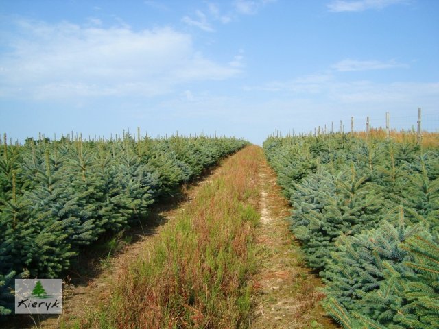 smrk picea pungens Polsko